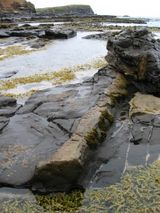 A petrified log at Curio Bay