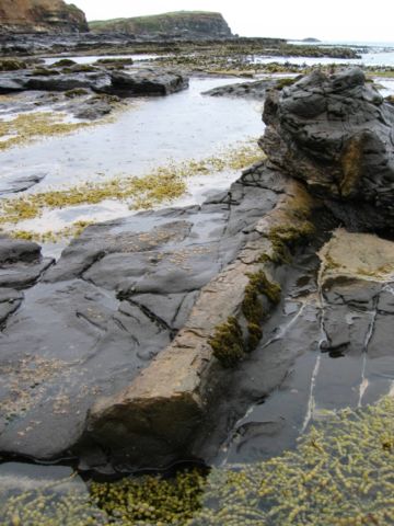 Image:Petrified log at Curio Bay.jpg