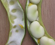 Vica faba or broad beans, known in the US as fava beans