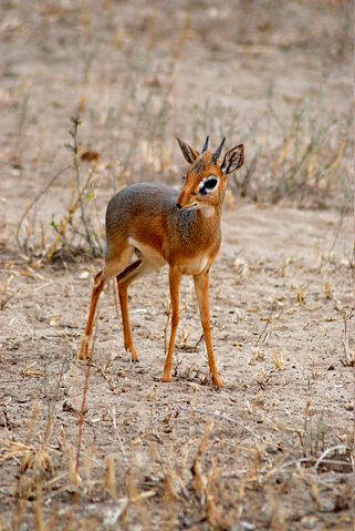 Image:Dik-dik (male) -Tarangire National Park -Tanzania.jpg