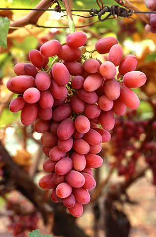 Image:Grapes05.jpg