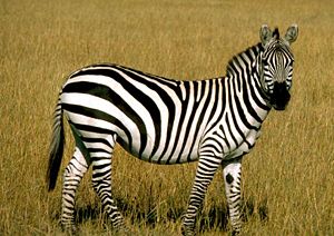 Grant's Zebra (E. quagga boehmi)