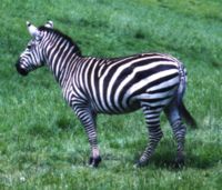 Zebra sideview