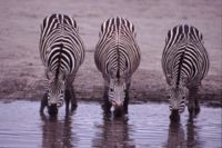 Three zebras drinking