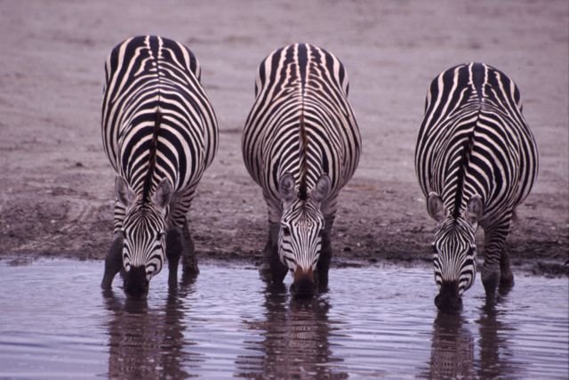 Image:Three Zebras Drinking.jpg