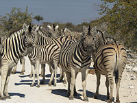 Group of Plains zebras