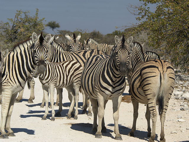 Image:Equus quagga burchellii (group).jpg