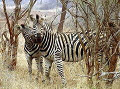 Zebras courting