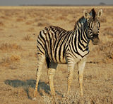 Young Plains zebra, Etosha National Park, Namibia