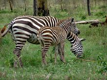 Mother zebra and foal