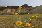 Wildflowers in Death Valley