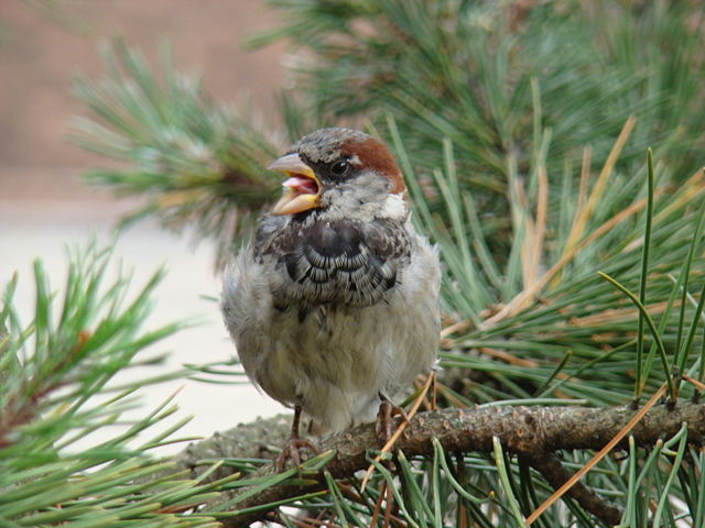 Image:House Sparrow-Mindaugas Urbonas-7.jpg