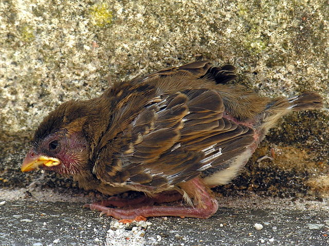 Image:Gorrión.passer.domesticus.chick.jpg