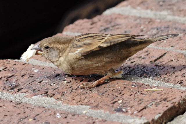 Image:House sparrow02.jpg