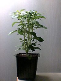 Basil sprout at an early stage