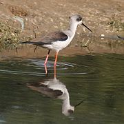 Immature at Hodal in  Faridabad District of Haryana, India.