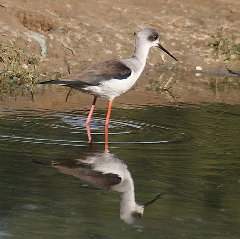 Image:Black winged Stilt (Immature) I IMG 9021.jpg