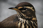 Head of T. i. coburni