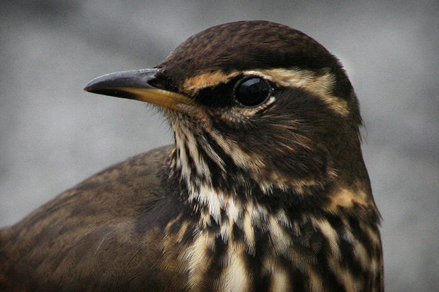 Image:Redwing.jpg