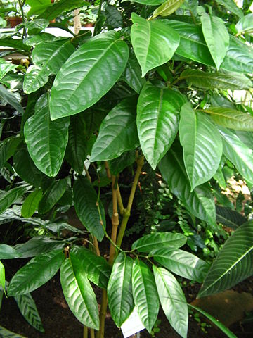 Image:Piper longum plant.jpg
