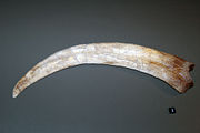 Cast of a Therizinosaurus cheloniformis claw at the Australian Museum, Sydney.