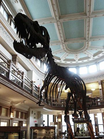 Image:Mcgill redpath m albertosaurus.jpg