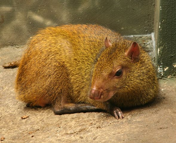 Image:Dasyprocta leporina - Buffalo Zoo.jpg