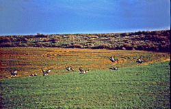 Great Bustard in Alaejos