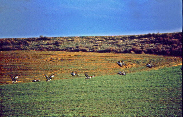 Image:Avutarda (Otis tarda) in Spain fields.jpg