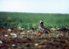 Running Red-legged Partridge