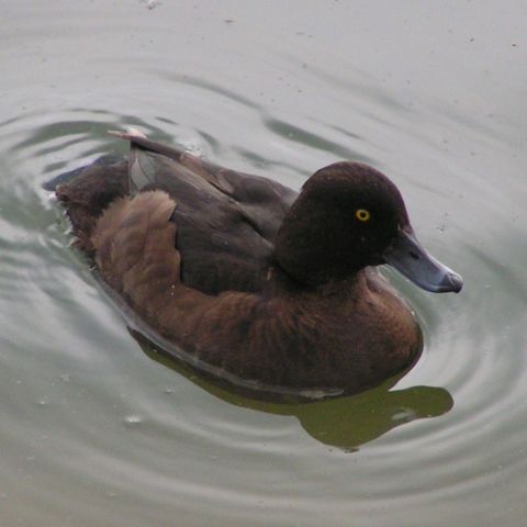 Image:Female Tufted Duck 800.jpg