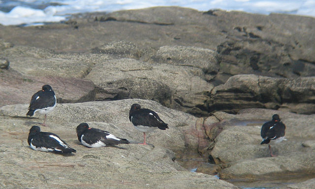 Image:Haematopus ostralegus roost.jpg