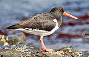 Oystercatcher at the Norwegian bird-island Runde