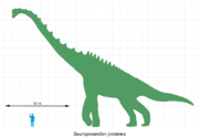 Size comparison of Sauroposeidon to a human.