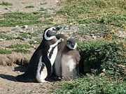 Adult with two chicks by their burrow in Patagonia, Chile.