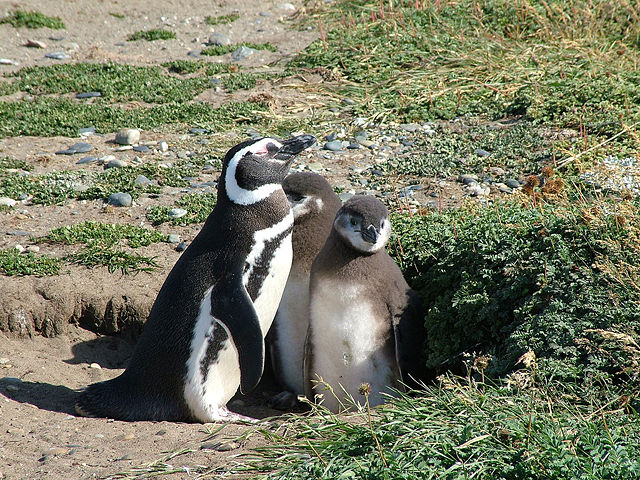 Image:Spheniscus magellanicus - adult and 2 chicks by burrow.jpg