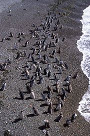 Patagonian coast