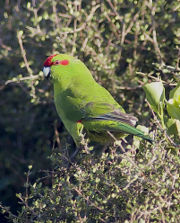 Red-crowned ParakeetCyanoramphus novaezelandiae