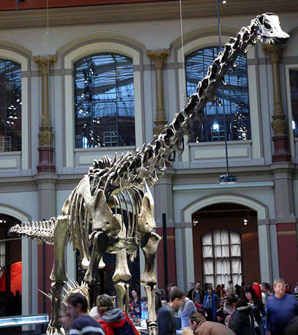 Image:Diplodocus carnegi P1060066.jpg