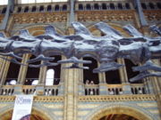 Caudal vertebrae of Diplodocus carnegiei, Natural History Museum, London.