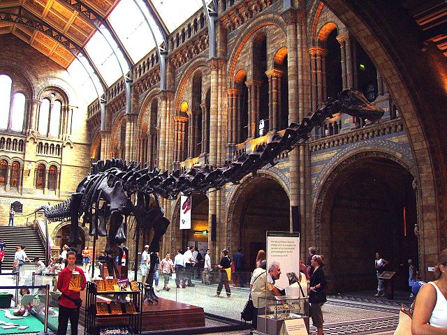 Image:Diplodocus NHM.JPG