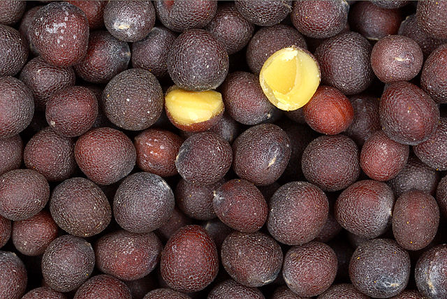 Image:Black-mustard-seeds.jpg
