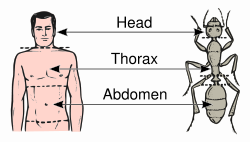 The thorax in a human and an ant.