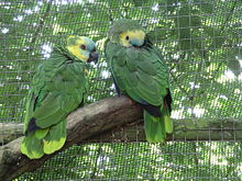 Blue-fronted Amazon (Amazona aestiva)