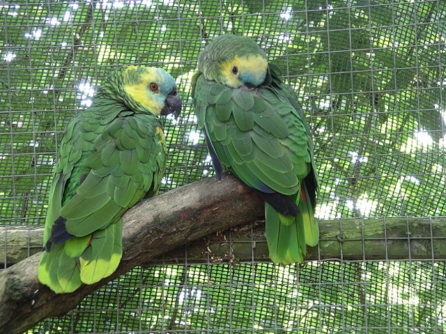 Image:Blue-fronted amazon parrot 31l07.JPG