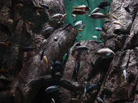 An aquarium with fish species from Lake Malawi (Lincoln Zoo, Chicago)