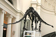 Mamenchisaurus, Field Museum