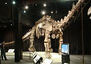 Mamenchisaurus jingyanesi, Beijing Museum of Natural History.
