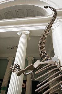 Mamenchisaurus Rising, Field Museum, 2005