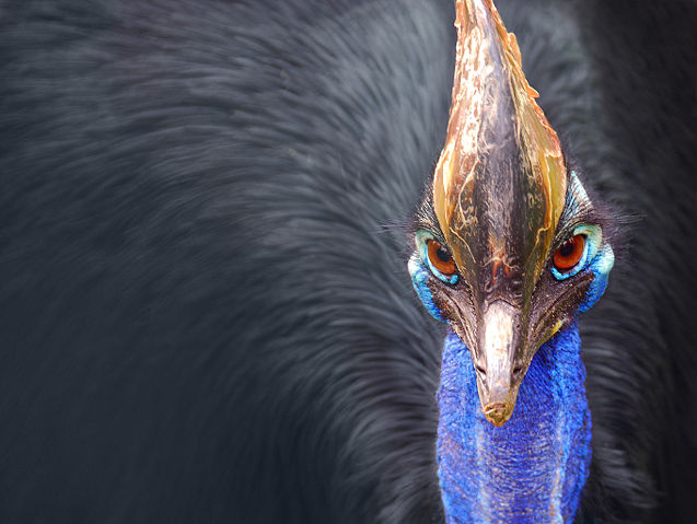 Image:Cassowary head frontal.jpg